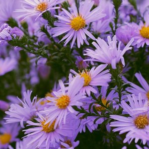 Astra kopcová (Aster amellus) ´RUDOLF GOETHE´, kont. P9